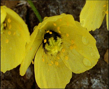 Yellow Svalbard poppy