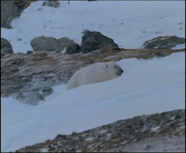 Polar bear walking