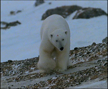 Polar bear walking