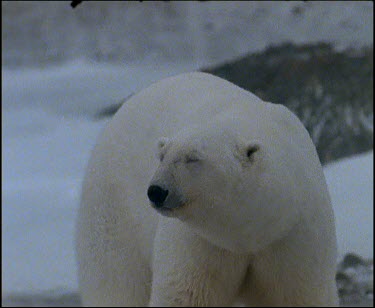 Polar Bear looking