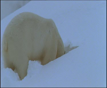 Polar bear digging den
