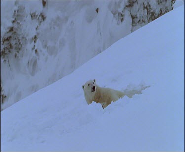Polar bear laying down in hollow