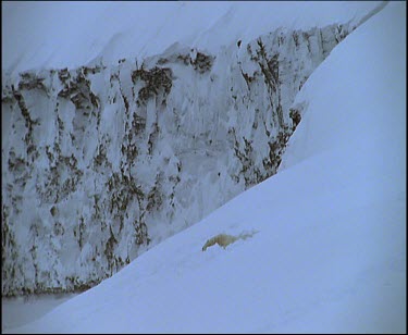 Polar bear sleeping in snow