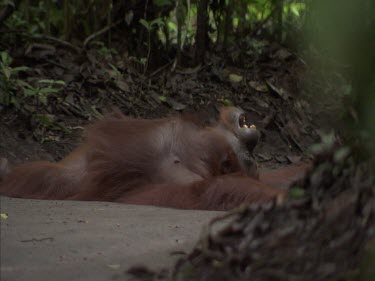 Very cute shot of orangutan lying on forest path, yawning and stretching, scratching. Holding onto curled up foot.