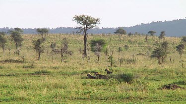 Spotted hyena in Serengeti NP, Tanzania