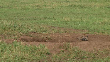 Spotted hyena in Serengeti NP, Tanzania