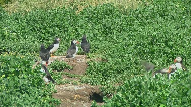 Group of puffins
