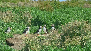 Group of puffins