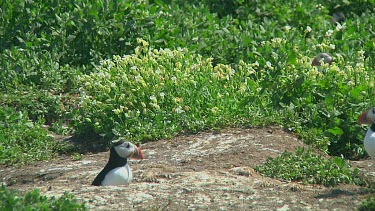 Puffin