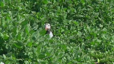 Puffin