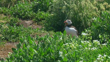 Puffin