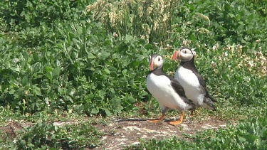 Group of puffins