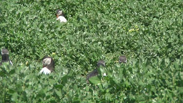Group of puffins