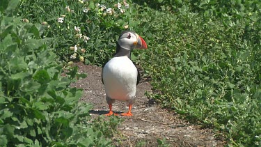 Puffin