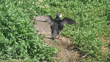 Puffin