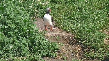 Puffin