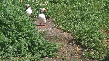 Puffin