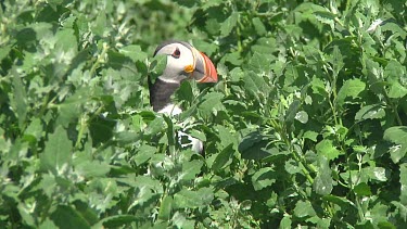 Puffin