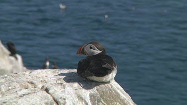 Single puffin
