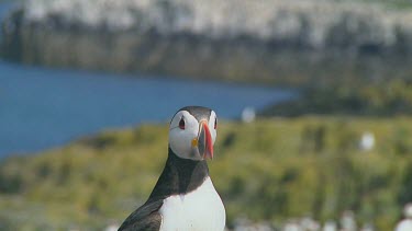 Puffin