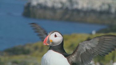 Puffin