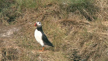 Puffin