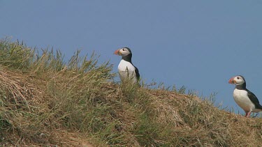 Group of puffins