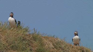 Group of puffins