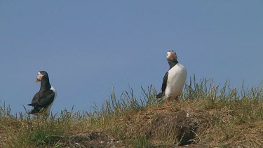 Group of puffins