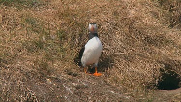 Puffin