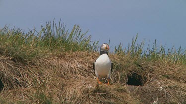Puffin