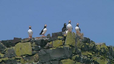Group of puffins
