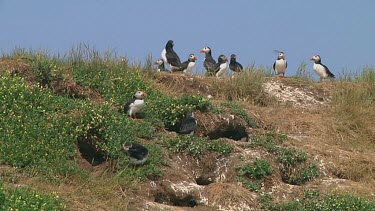 Group of puffins