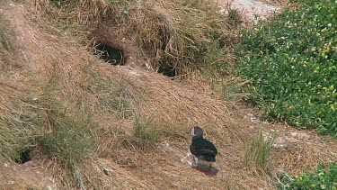 Puffin