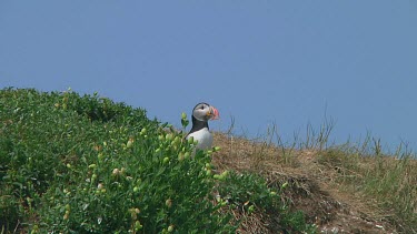 Puffin