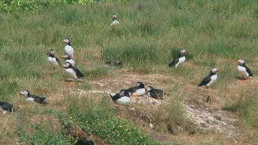 Group of puffins