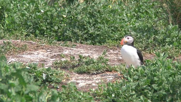 Puffin
