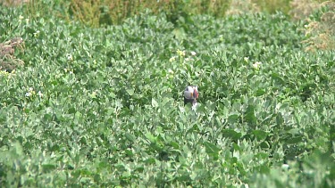 Puffin