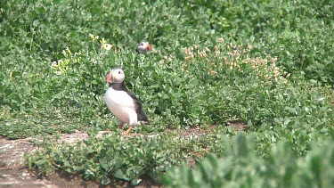 Puffin