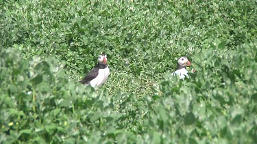 Group of puffins