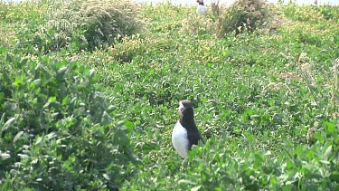 Puffin