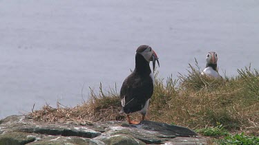 Single puffin