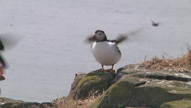 Single puffin