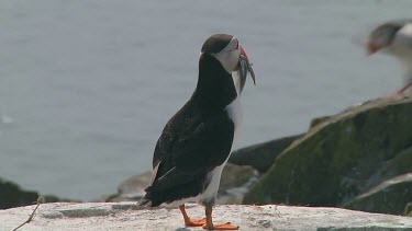 Single puffin
