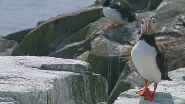 Single puffin