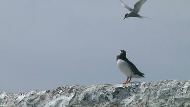Single puffin