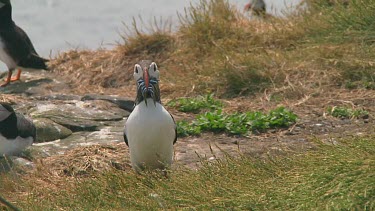 Single puffin