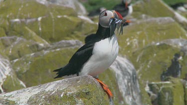 Single puffin