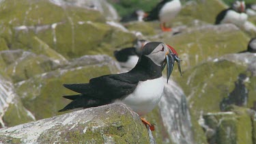 Single puffin