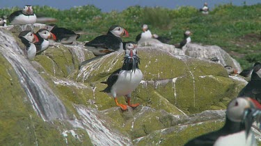 Single puffin
